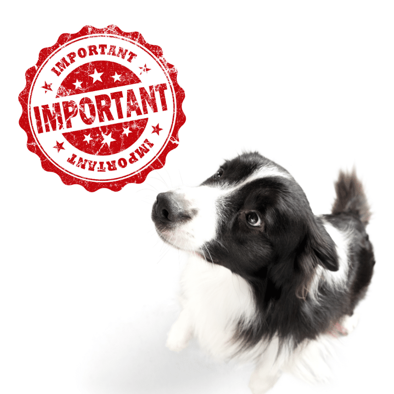 Everything You Need to Know about HUD’s Update on Assistance Animals
