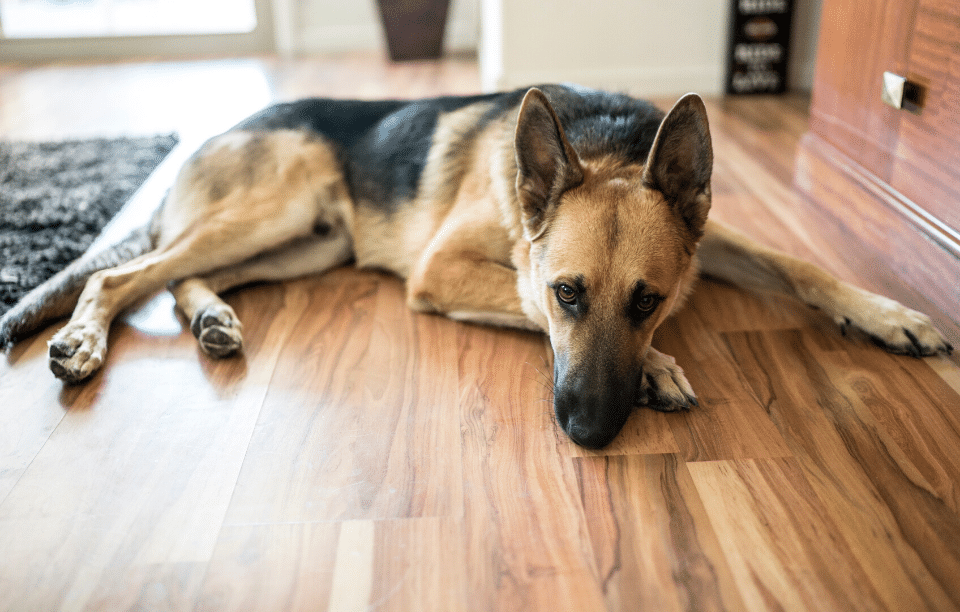 Pet Policy or No-Pets Policy: Should I Allow Pets in My Rentals?