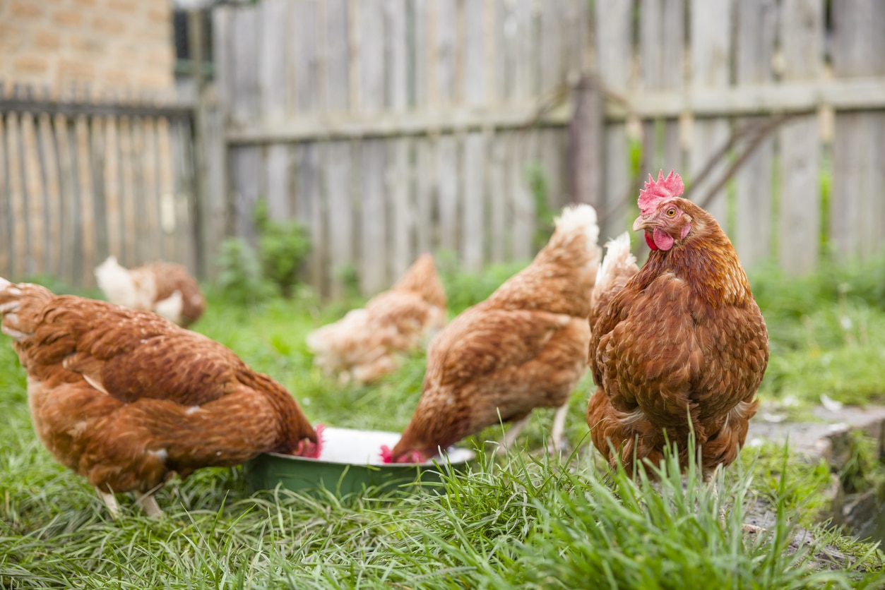 Home Farming in Rental Properties: 3 Things Tenants Need to Know