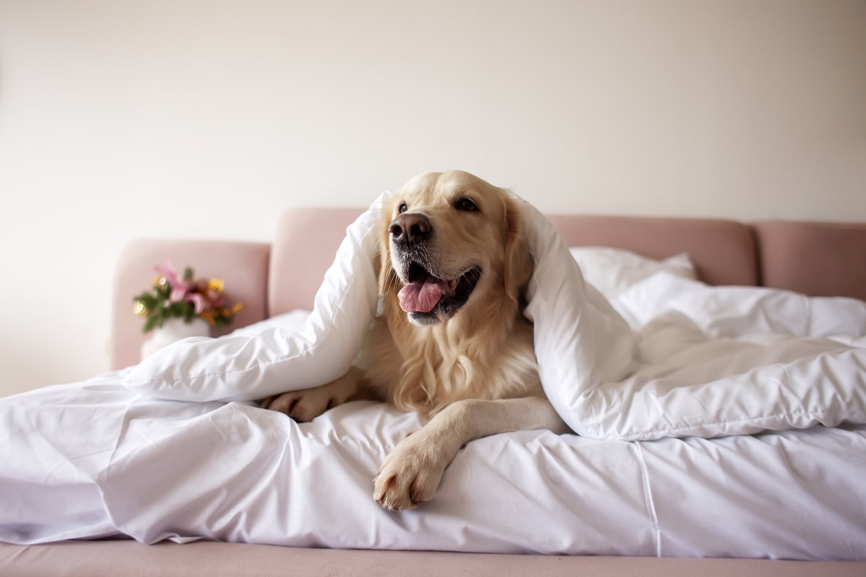 5 Tips for Landlords When Renting to Tenants with Emotional Support Dogs
